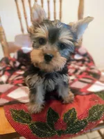 Roxy, a female Yorkshire Terrier for sale in Fresno, CA – 1 of 2
