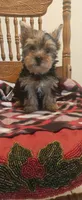 Coco, a female Yorkshire Terrier for sale in Fresno, CA – 3 of 3