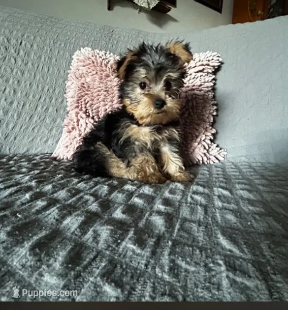Lacey – Yorkshire Terrier puppy for sale in Fresno, CA