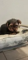 Princess , a female Yorkshire Terrier for sale in Fresno, CA – 2 of 2