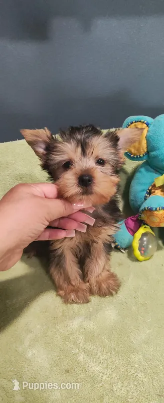 Bo – Yorkshire Terrier puppy for sale in Fresno, CA