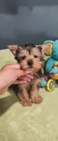 Bo, a male Yorkshire Terrier for sale in Fresno, CA – 1 of 2