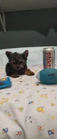 Bo, a male Yorkshire Terrier for sale in Fresno, CA – Photo 2 of 3