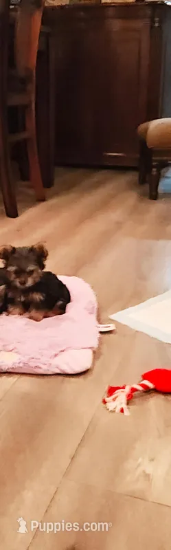 Bo, a male Yorkshire Terrier for sale in Fresno, CA – Photo 1 of 3