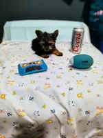 Bo, a male Yorkshire Terrier for sale in Fresno, CA – Photo 3 of 3