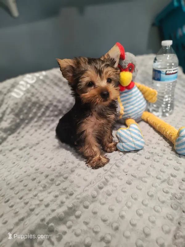 Teddy – Yorkshire Terrier puppy for sale in Fresno, CA