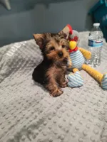 Teddy, a male Yorkshire Terrier for sale in Fresno, CA – 1 of 3