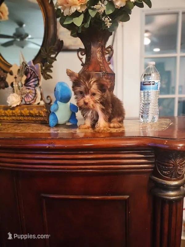 Tiny Tim – Yorkshire Terrier puppy for sale in Fresno, CA