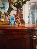 Tiny Tim, a male Yorkshire Terrier for sale in Fresno, CA – 1 of 3