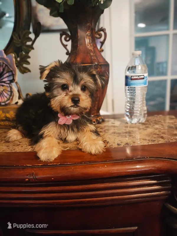 Bella – Yorkshire Terrier puppy for sale in Fresno, CA