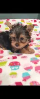 Bella, a female Yorkshire Terrier for sale in Fresno, CA – 3 of 3
