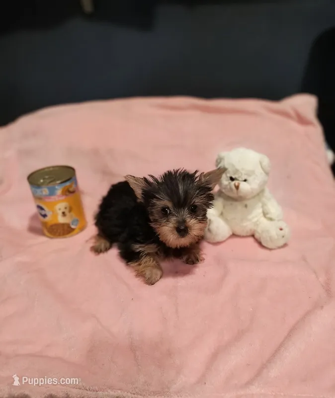 Tinkerbell  – Yorkshire Terrier puppy for sale in Fresno, CA