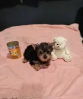 Tinkerbell , a female Yorkshire Terrier for sale in Fresno, CA – 1 of 3