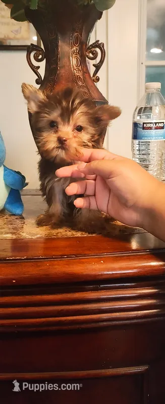 Tiny Tim – Yorkshire Terrier puppy for sale in Fresno, CA