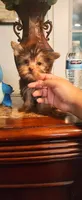 Tiny Tim, a male Yorkshire Terrier for sale in Fresno, CA – 3 of 3