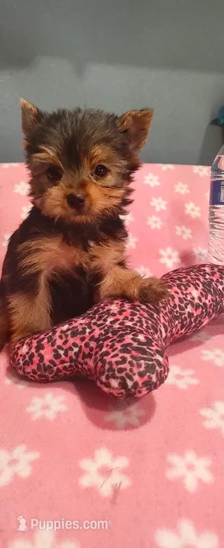 Princess  – Yorkshire Terrier puppy for sale in Fresno, CA