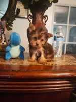 Tiny Tim, a male Yorkshire Terrier for sale in Fresno, CA – 2 of 3