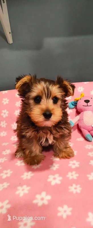 Zoey – Yorkshire Terrier puppy for sale in Fresno, CA