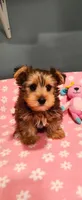 Zoey, a female Yorkshire Terrier for sale in Fresno, CA – 1 of 3