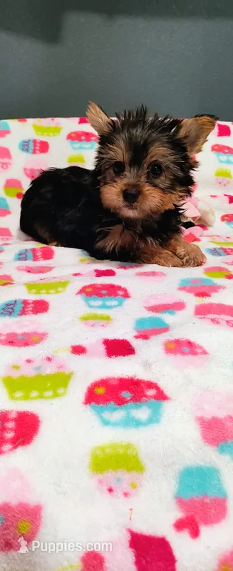 Bella – Yorkshire Terrier puppy for sale in Fresno, CA