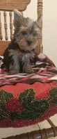 Coco, a female Yorkshire Terrier for sale in Fresno, CA – 2 of 3