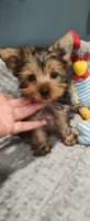 Teddy, a male Yorkshire Terrier for sale in Fresno, CA – 3 of 3