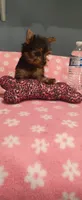 Princess , a female Yorkshire Terrier for sale in Fresno, CA – 2 of 4