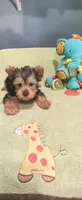 Bo, a male Yorkshire Terrier for sale in Fresno, CA – 2 of 2