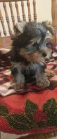 Lacey, a female Yorkshire Terrier for sale in Fresno, CA – 2 of 2