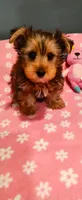 Zoey, a female Yorkshire Terrier for sale in Fresno, CA – 3 of 3