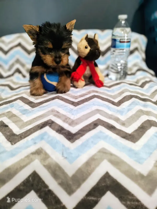 Rocky – Yorkshire Terrier puppy for sale in Fresno, CA