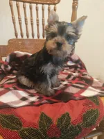 Roxy, a female Yorkshire Terrier for sale in Fresno, CA – 2 of 2