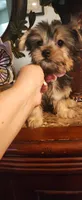 Bella, a female Yorkshire Terrier for sale in Fresno, CA – 3 of 3