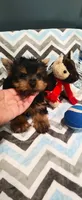 Rocky, a male Yorkshire Terrier for sale in Fresno, CA – 3 of 3