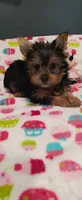 Bella, a female Yorkshire Terrier for sale in Fresno, CA – 2 of 3
