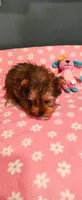 Zoey, a female Yorkshire Terrier for sale in Fresno, CA – 2 of 3
