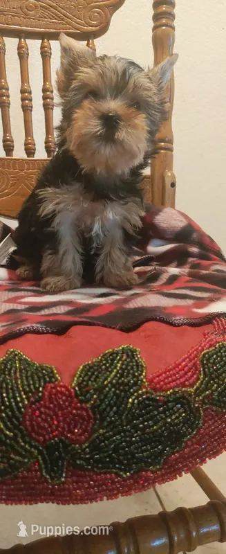 Coco – Yorkshire Terrier puppy for sale in Fresno, CA