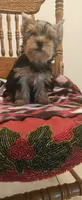 Coco, a female Yorkshire Terrier for sale in Fresno, CA – 1 of 3