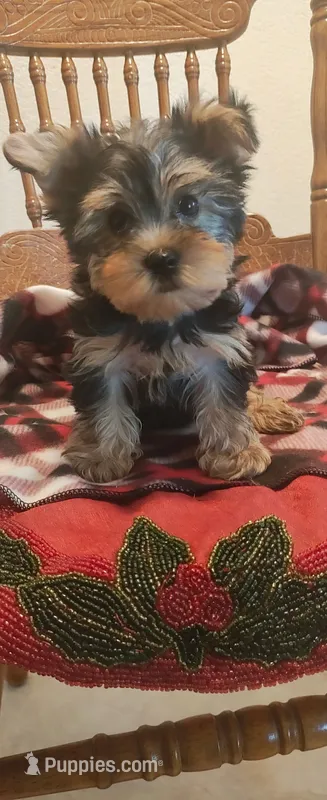 Lacey – Yorkshire Terrier puppy for sale in Fresno, CA