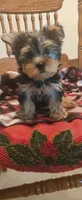 Lacey, a female Yorkshire Terrier for sale in Fresno, CA – 1 of 2
