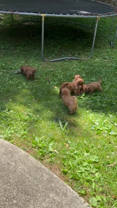 Facility video