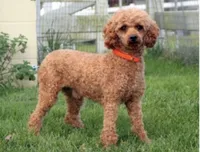 Jade, a female Miniature Goldendoodle for sale in Barto, PA – 7 of 7
