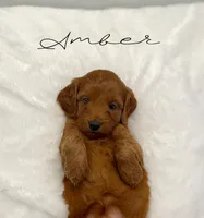 Amber, a female Miniature Goldendoodle for sale in Barto, PA – 2 of 8