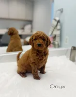 Onyx, a male Miniature Goldendoodle for sale in Barto, PA – 3 of 6