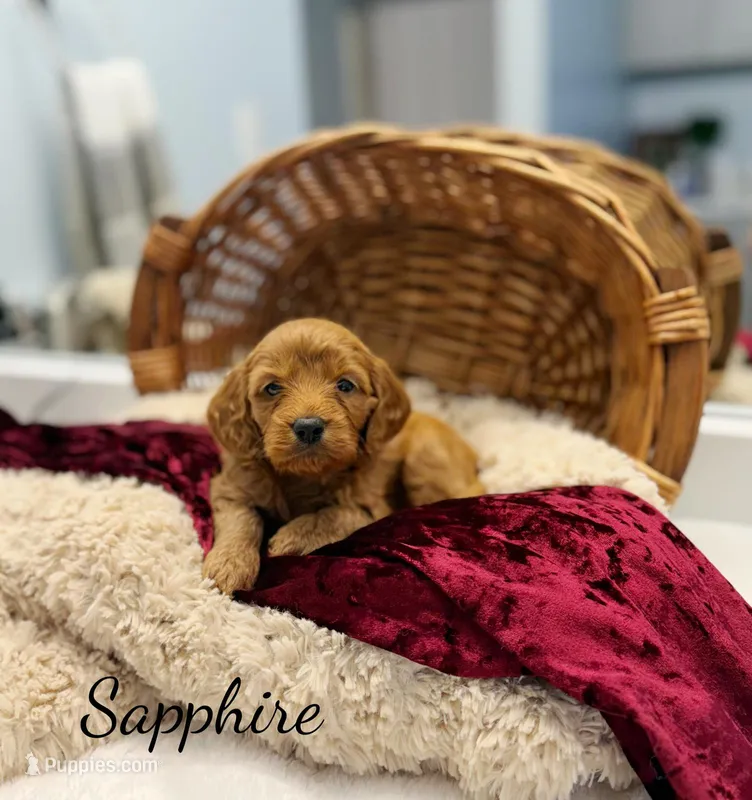 Sapphire – Miniature Goldendoodle puppy for sale in Barto, PA