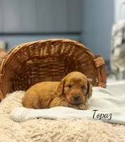 Topaz, a male Miniature Goldendoodle for sale in Barto, PA – 3 of 6