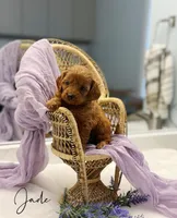 Jade, a female Miniature Goldendoodle for sale in Barto, PA – 5 of 7