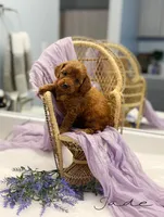 Jade, a female Miniature Goldendoodle for sale in Barto, PA – 4 of 7