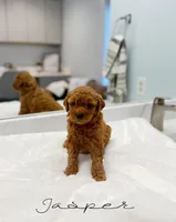 Jasper, a male Miniature Goldendoodle for sale in Barto, PA – 4 of 7