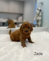 Jade, a female Miniature Goldendoodle for sale in Barto, PA – 2 of 7
